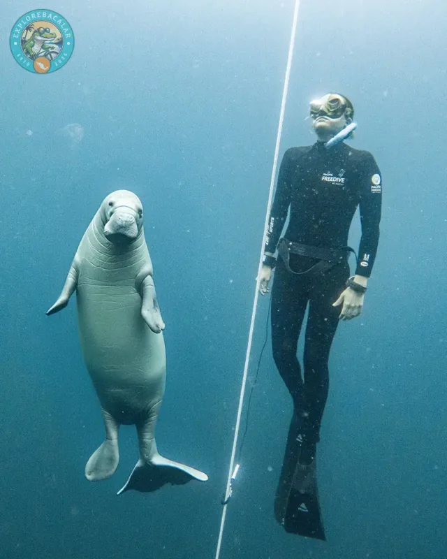 Apnea AIDA 3 Freediving Course