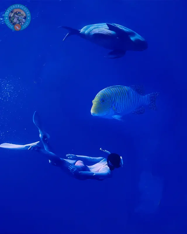 AIDA 2 Freediving Course Mahahual