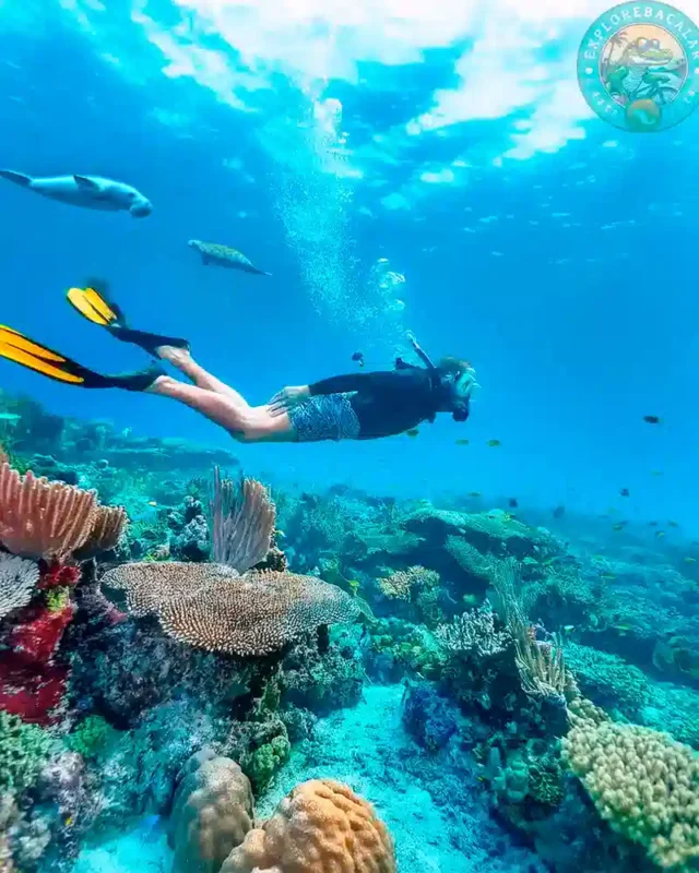 Mahahual Snorkel Experience