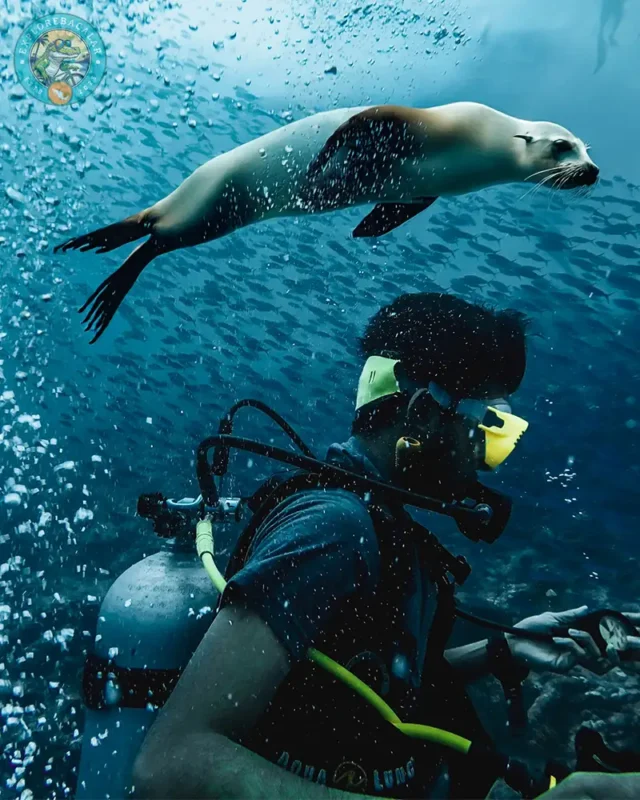 Best Diving Tours in Bacalar & Mahahual – Explore Bacalar